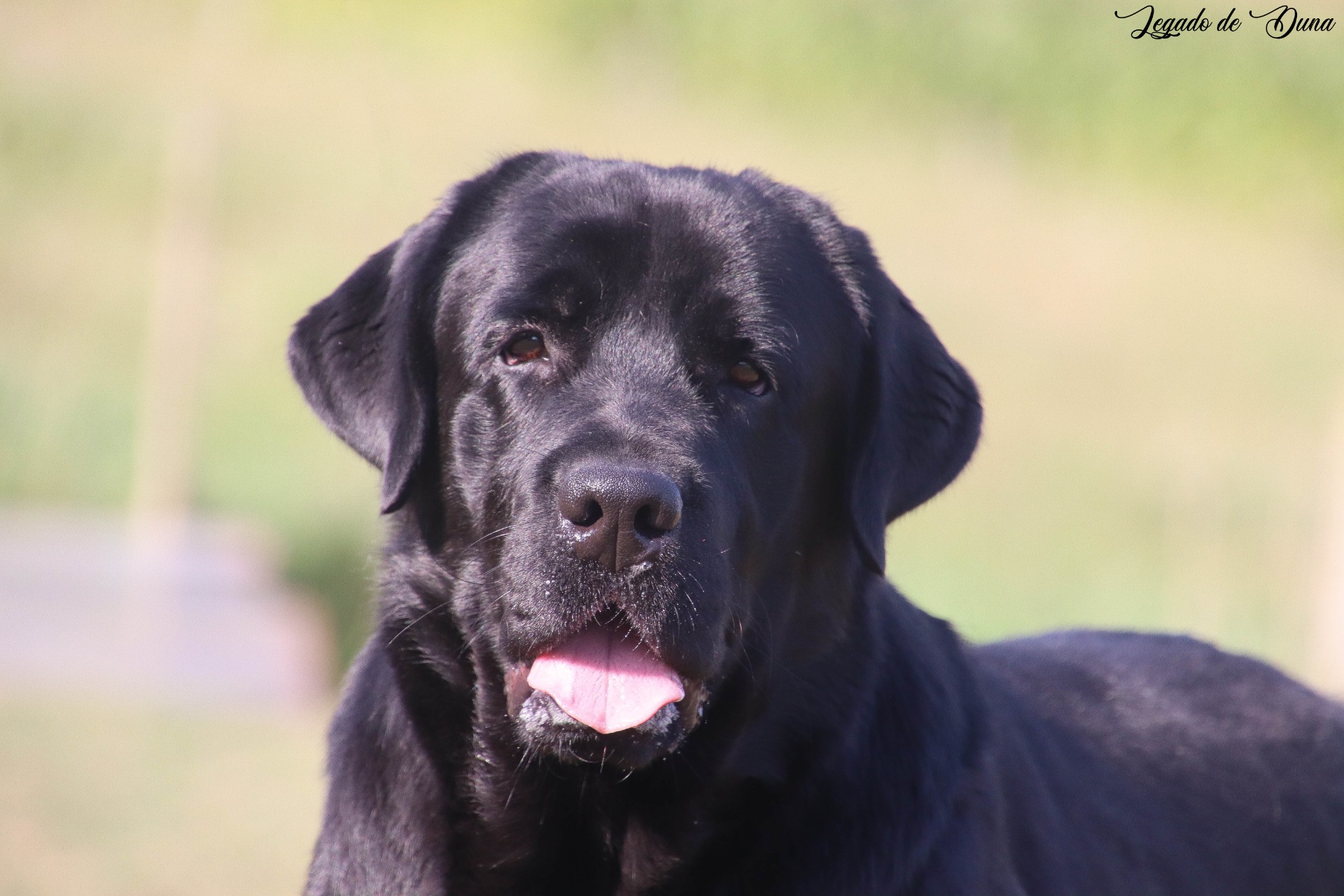 Willy Wonka del Legado de Duna (Willy)