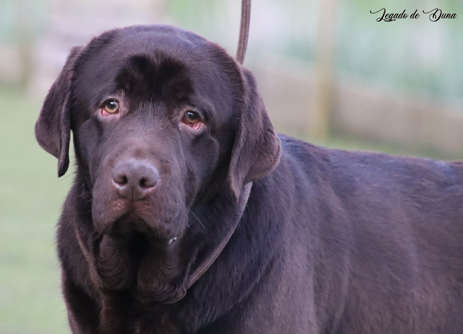 Wally del Legado de Duna (Wally)