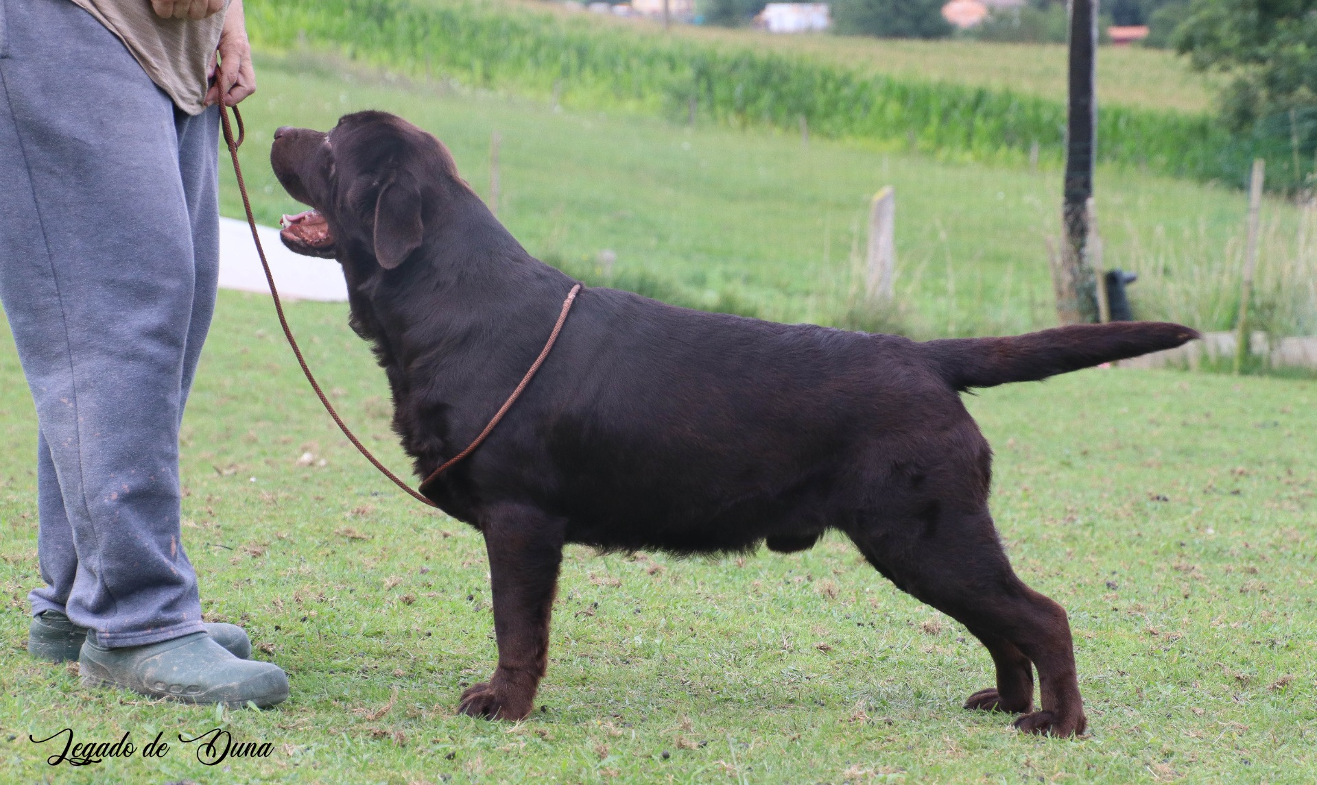 Wally del Legado de Duna (Wally)