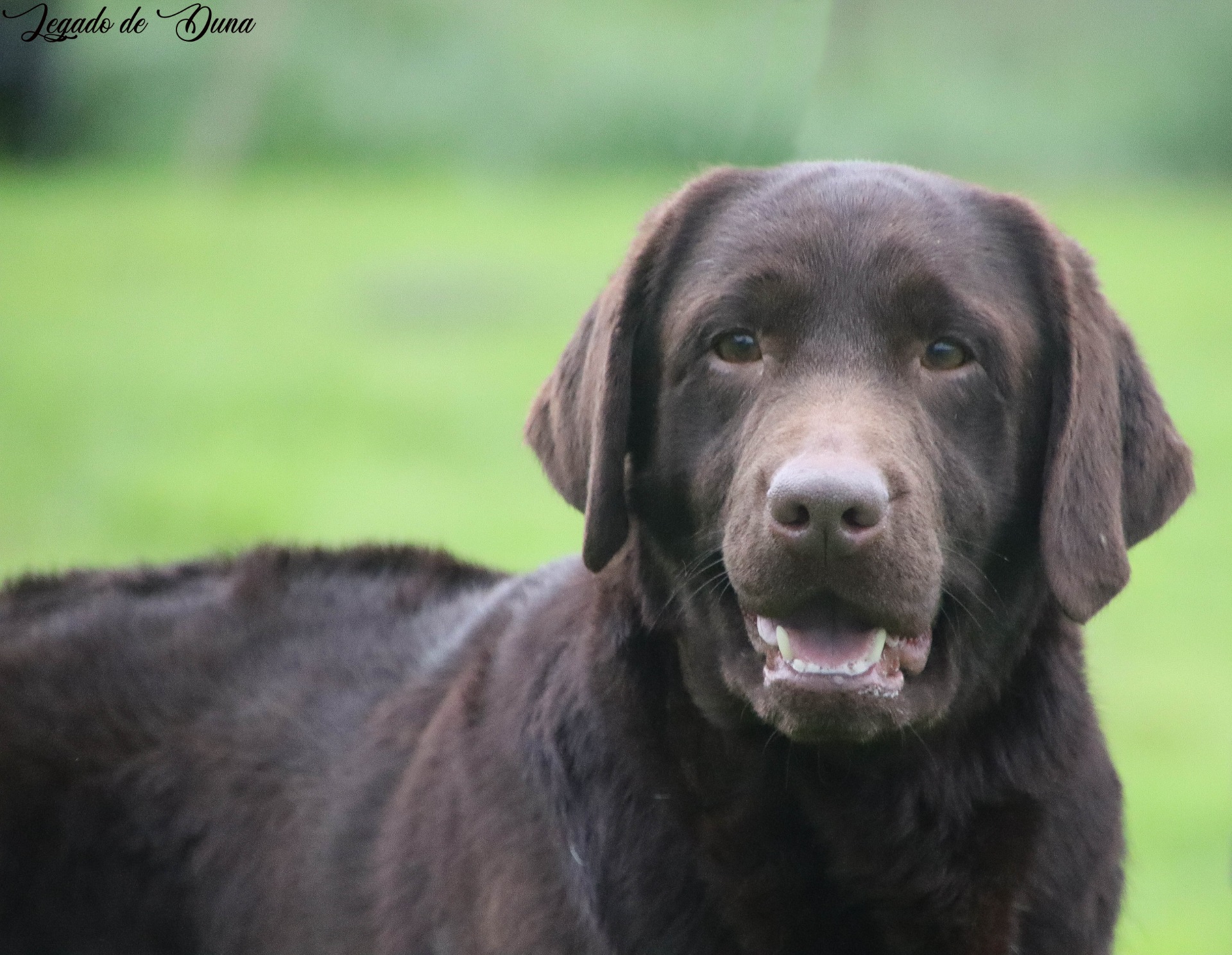 Queen of Kings del Legado de Duna (Queen)